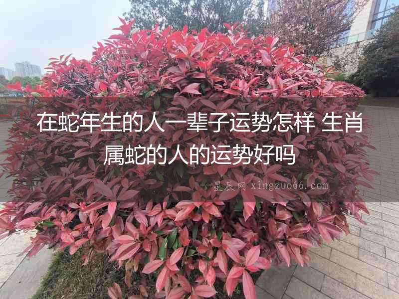 在蛇年生的人一輩子運(yùn)勢怎樣 生肖屬蛇的人的運(yùn)勢好嗎