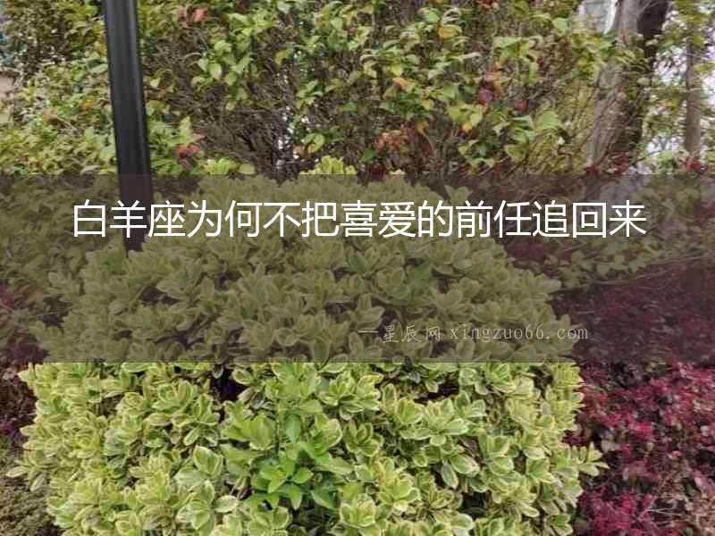 白羊座為何不把喜愛(ài)的前任追回來(lái)