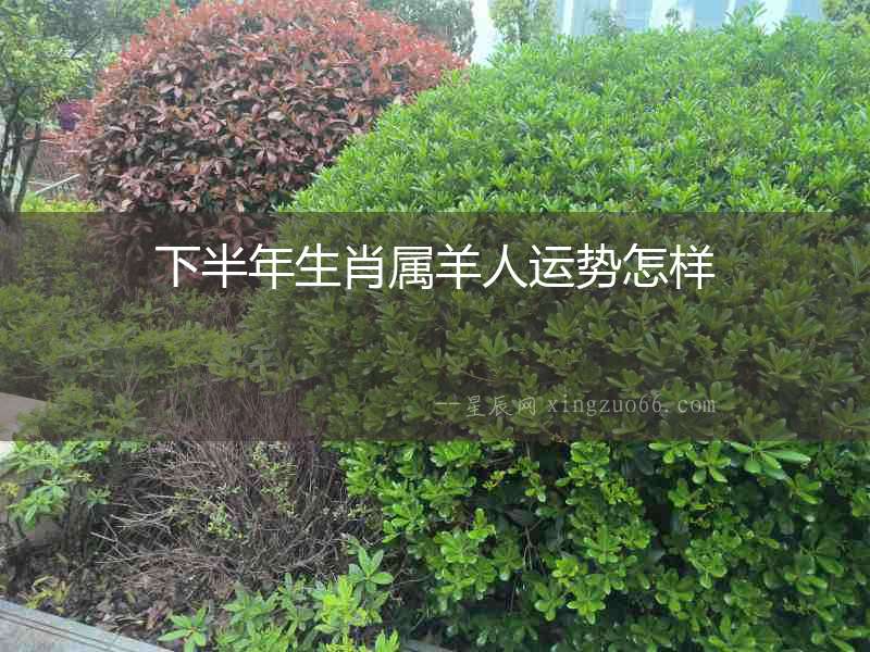 下半年生肖屬羊人運勢怎樣