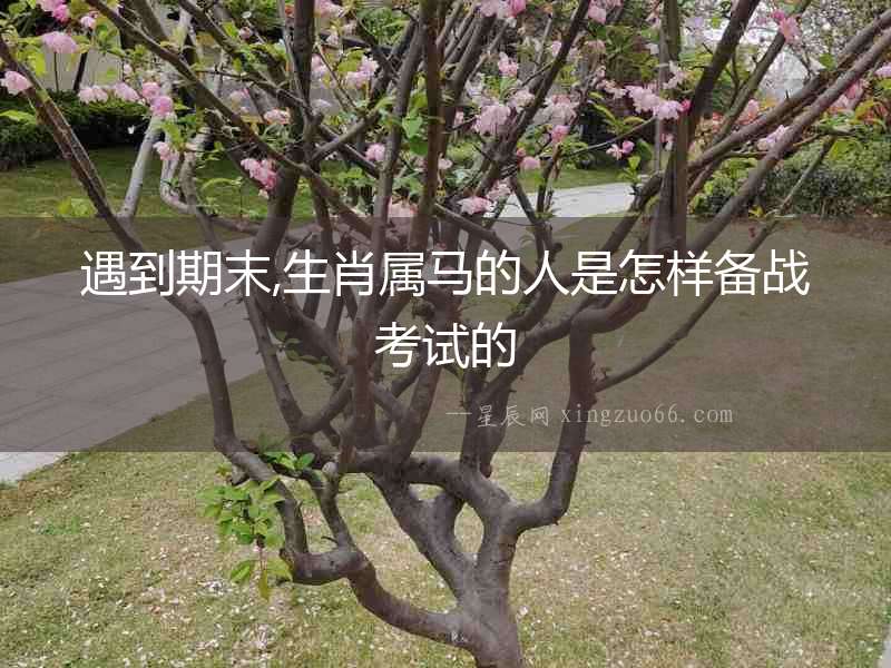 遇到期末,生肖屬馬的人是怎樣備戰(zhàn)考試的