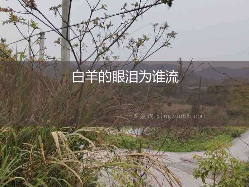 白羊的眼淚為誰流