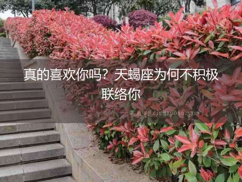 真的喜歡你嗎？天蝎座為何不積極聯絡你