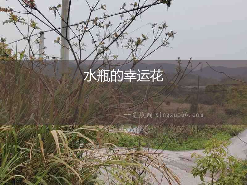 水瓶的幸運(yùn)花