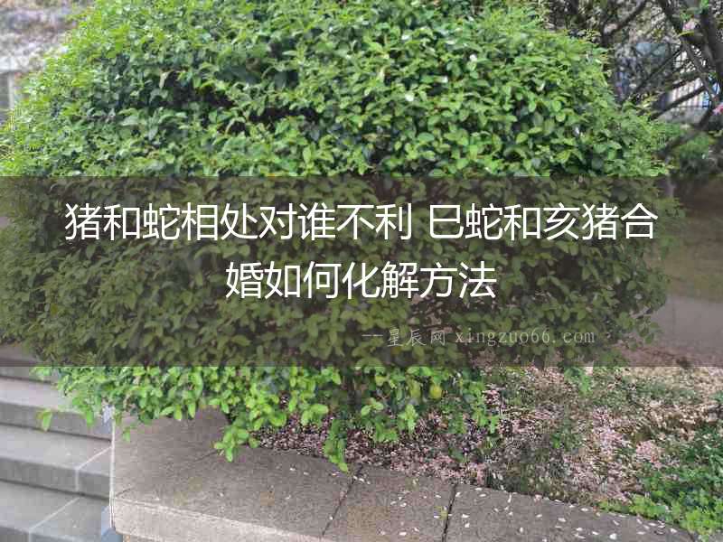豬和蛇相處對(duì)誰(shuí)不利 巳蛇和亥豬合婚如何化解方法