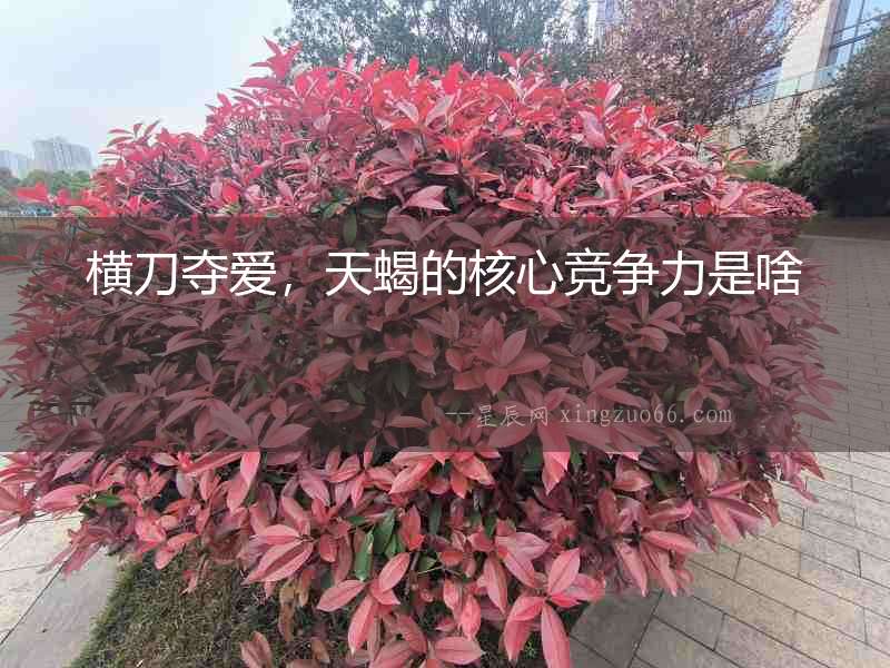橫刀奪愛，天蝎的核心競爭力是啥