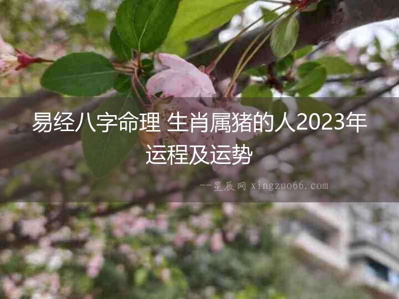 易經(jīng)八字命理 生肖屬豬的人2023年運(yùn)程及運(yùn)勢