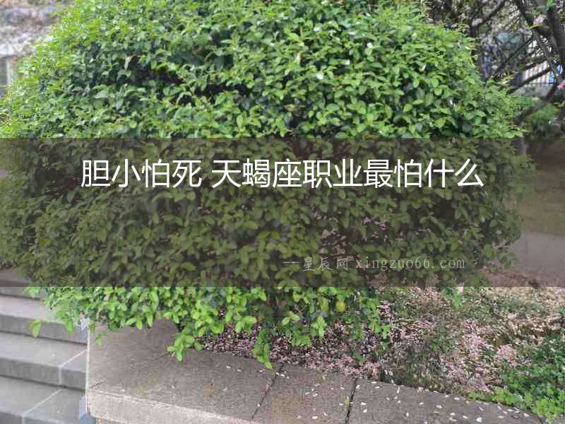 膽小怕死 天蝎座職業(yè)最怕什么