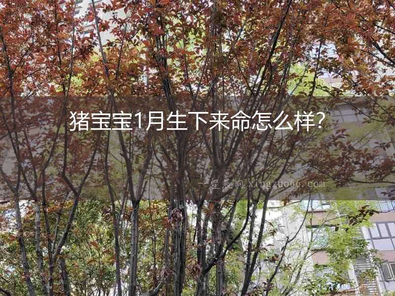豬寶寶1月生下來命怎么樣？