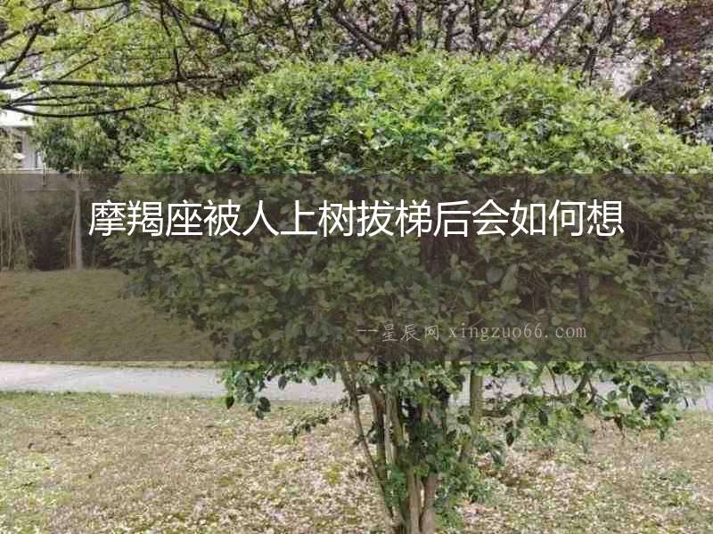 摩羯座被人上樹拔梯后會如何想