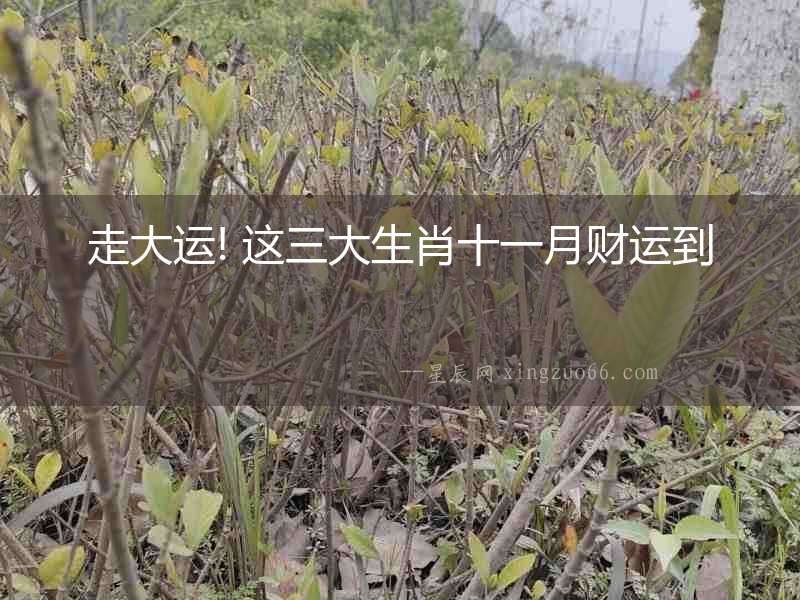 走大運(yùn)! 這三大生肖十一月財運(yùn)到