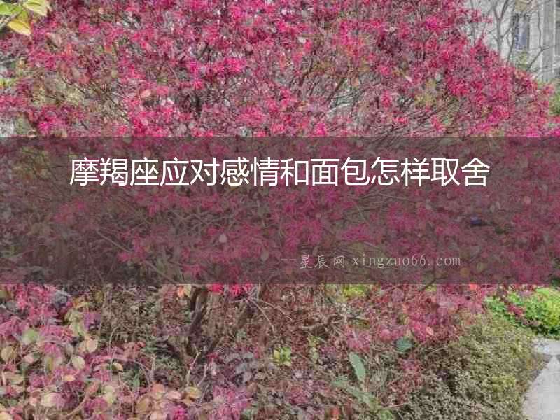 摩羯座應(yīng)對(duì)感情和面包怎樣取舍