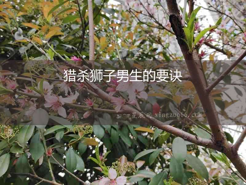 獵殺獅子男生的要訣