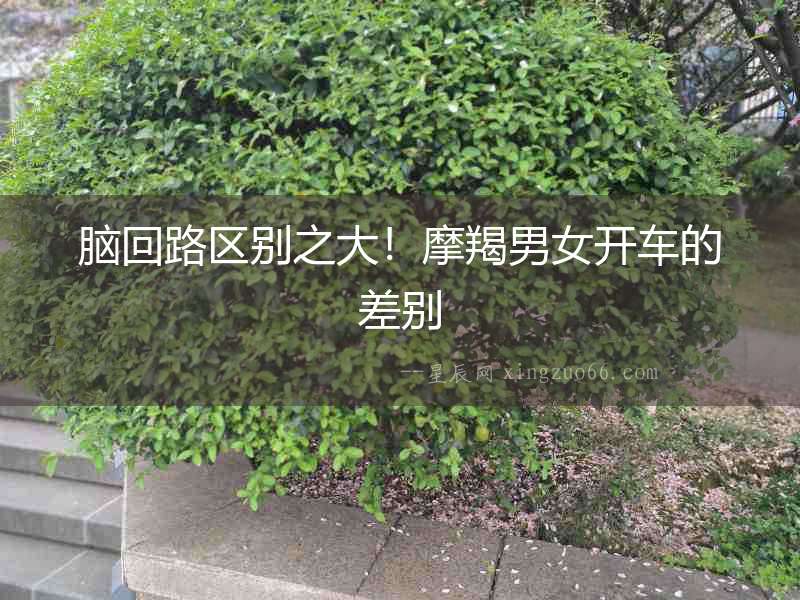 腦回路區別之大！摩羯男女開車的差別