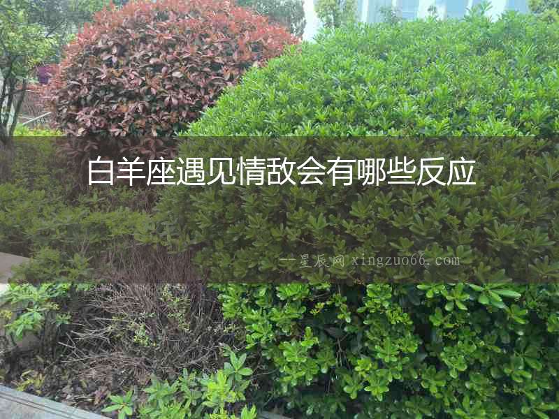 白羊座遇見情敵會(huì)有哪些反應(yīng)
