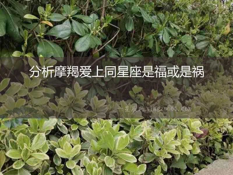 分析摩羯愛上同星座是福或是禍