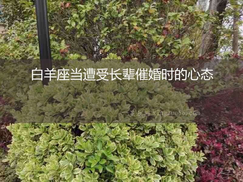 白羊座當遭受長輩催婚時的心態