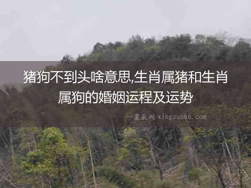 豬狗不到頭啥意思,生肖屬豬和生肖屬狗的婚姻運程及運勢