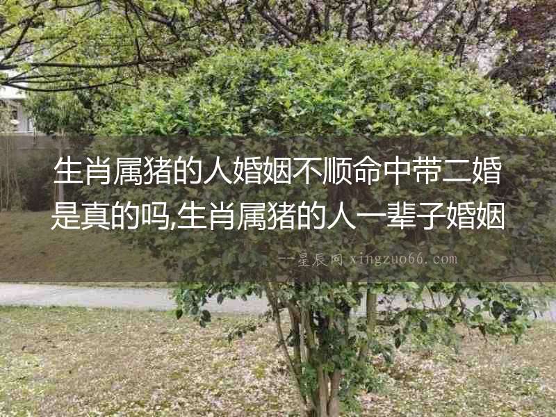 生肖屬豬的人婚姻不順命中帶二婚是真的嗎,生肖屬豬的人一輩子婚姻運程及運勢