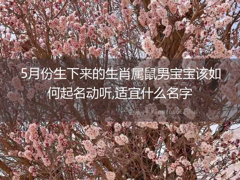 5月份生下來的生肖屬鼠男寶寶該如何起名動聽,適宜什么名字