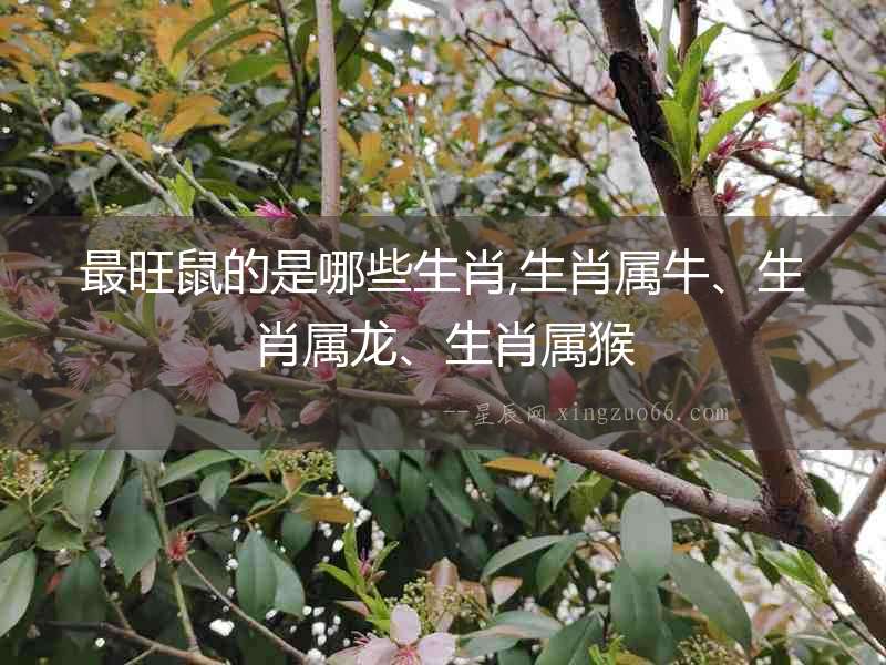 最旺鼠的是哪些生肖,生肖屬牛、生肖屬龍、生肖屬猴