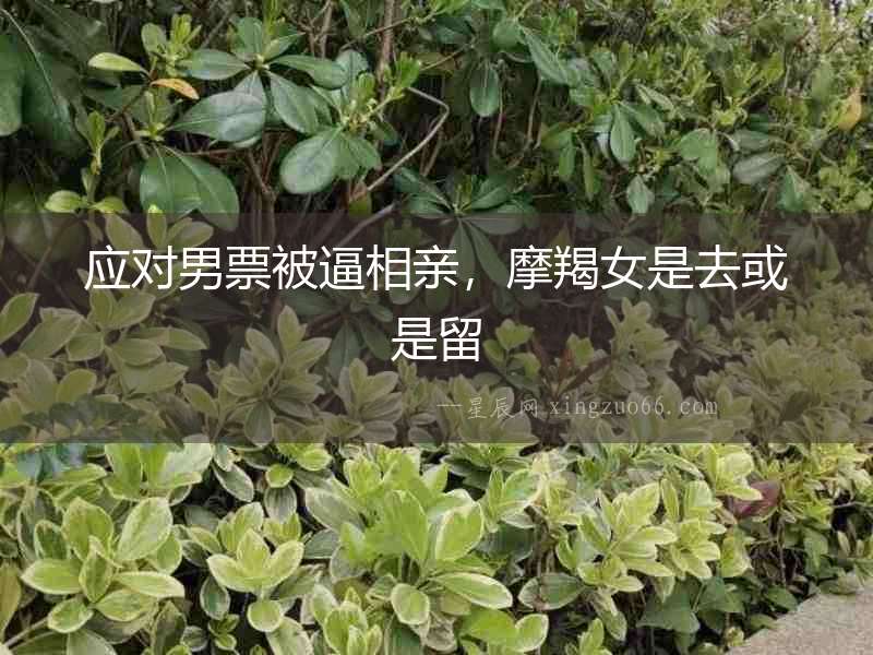 應對男票被逼相親，摩羯女是去或是留