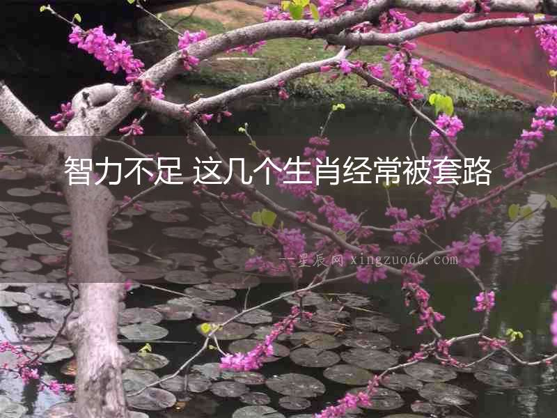 智力不足 這幾個生肖經常被套路