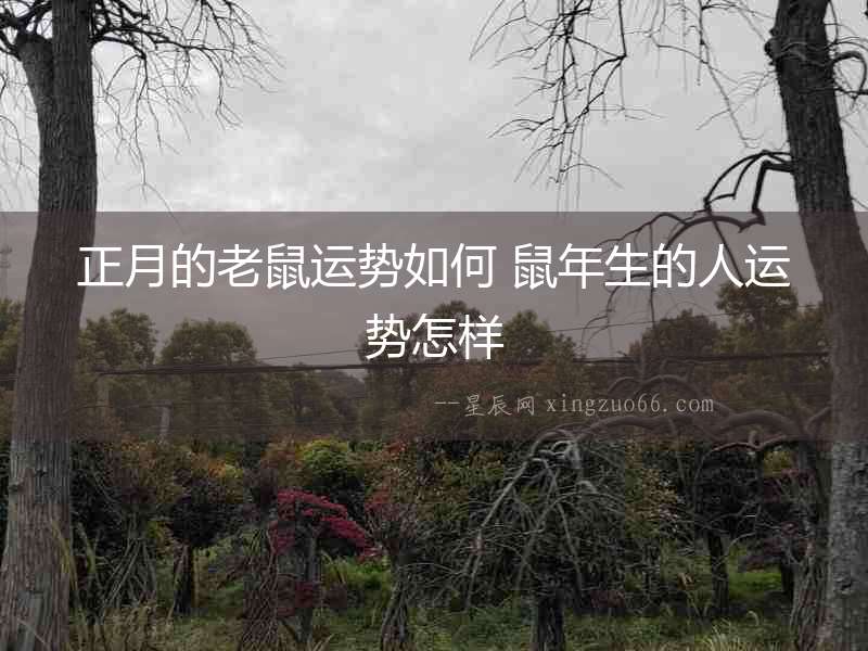 正月的老鼠運(yùn)勢如何 鼠年生的人運(yùn)勢怎樣