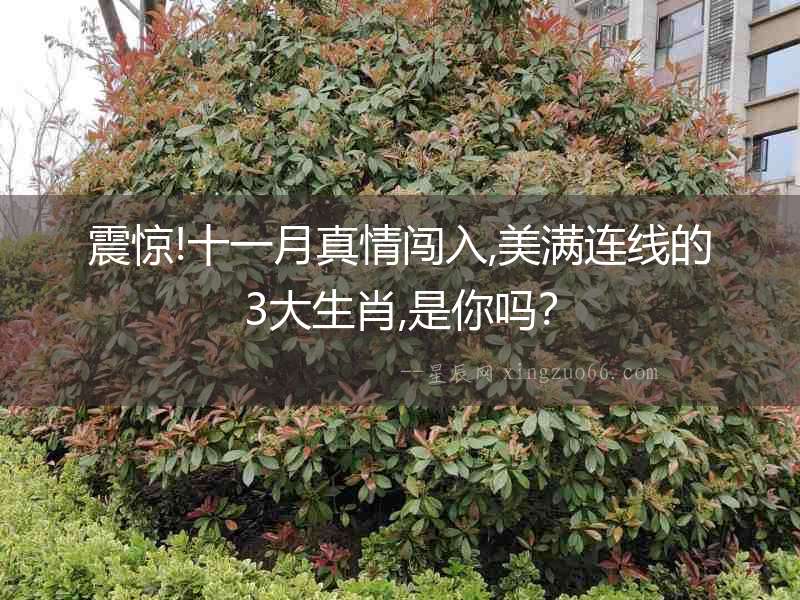 震驚!十一月真情闖入,美滿連線的3大生肖,是你嗎？