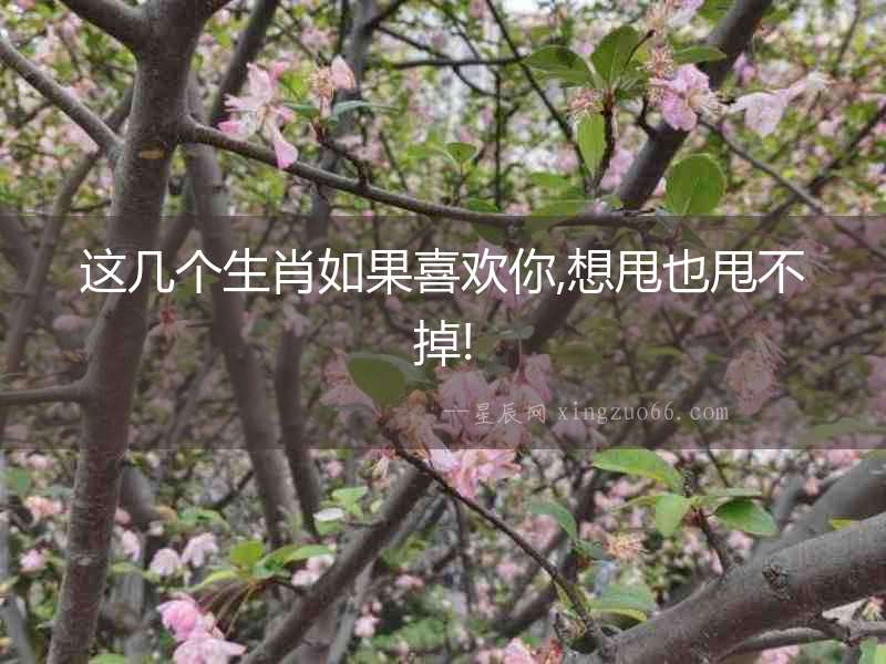 這幾個生肖如果喜歡你,想甩也甩不掉!