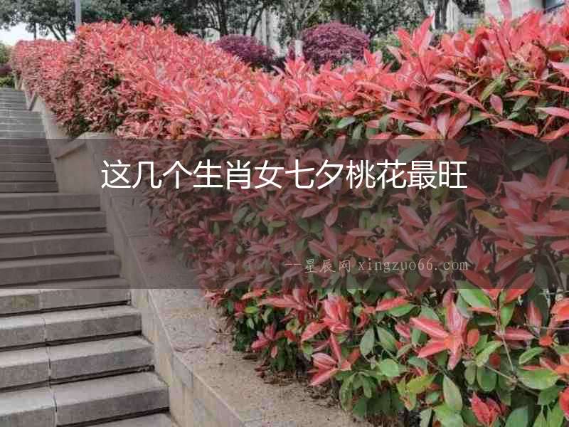 這幾個生肖女七夕桃花最旺