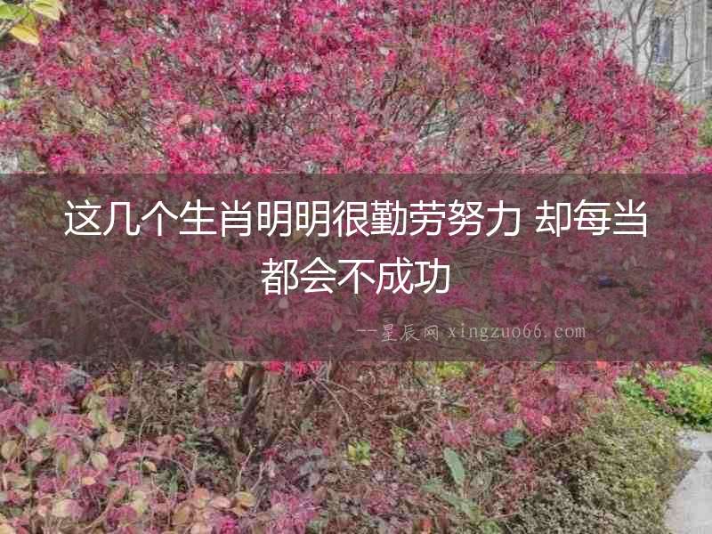 這幾個生肖明明很勤勞努力 卻每當(dāng)都會不成功