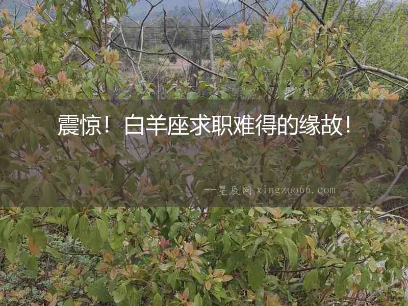 震驚！白羊座求職難得的緣故！