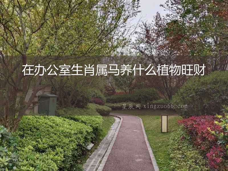 在辦公室生肖屬馬養什么植物旺財