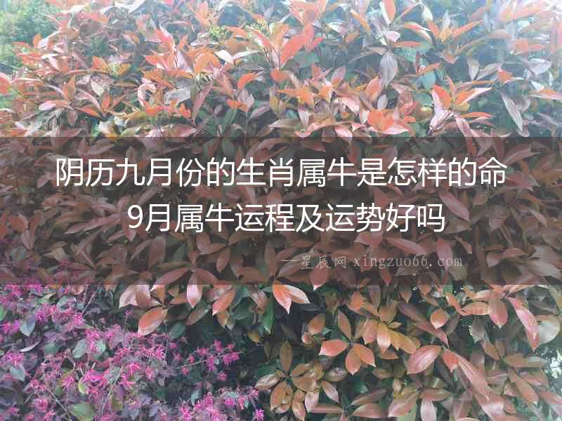 陰歷九月份的生肖屬牛是怎樣的命 9月屬牛運(yùn)程及運(yùn)勢好嗎
