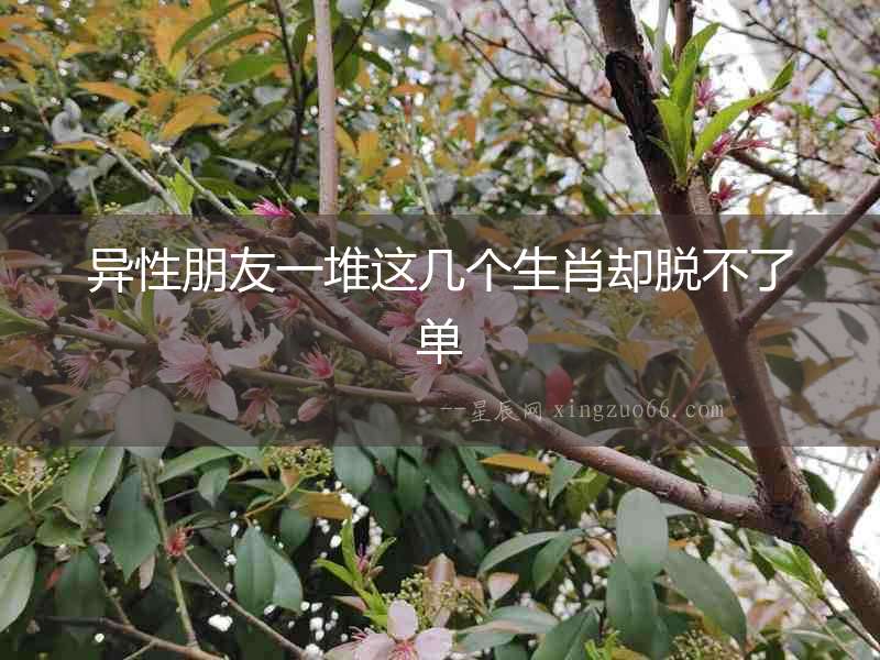 異性朋友一堆這幾個(gè)生肖卻脫不了單