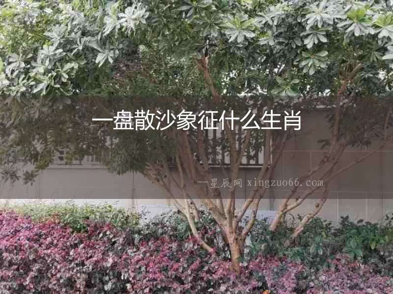 一盤(pán)散沙象征什么生肖