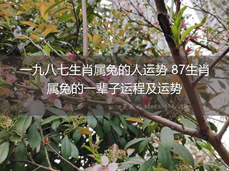 一九八七生肖屬兔的人運(yùn)勢(shì) 87生肖屬兔的一輩子運(yùn)程及運(yùn)勢(shì)