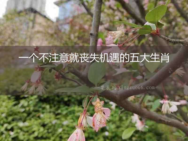 一個不注意就喪失機(jī)遇的五大生肖