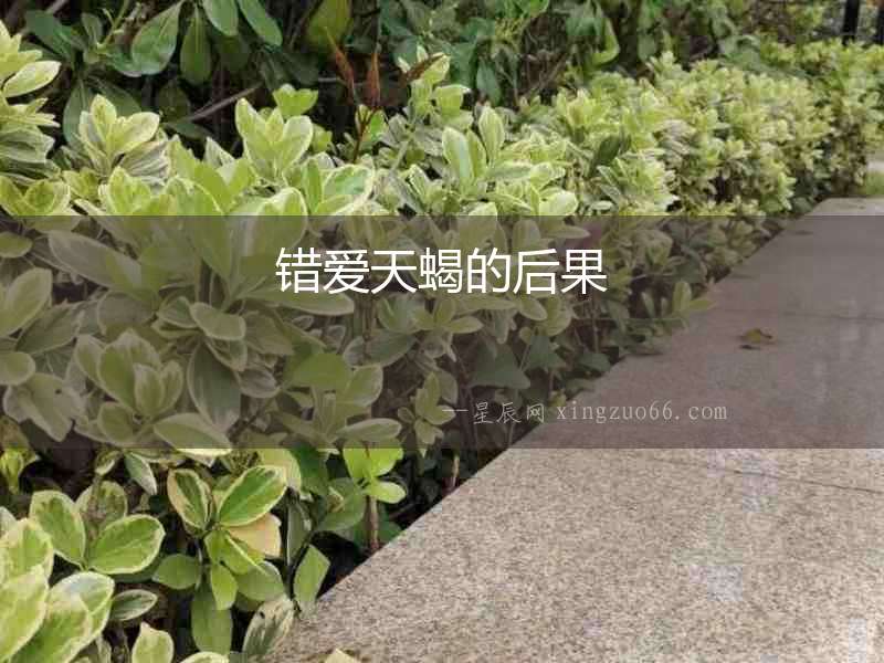 錯愛天蝎的后果