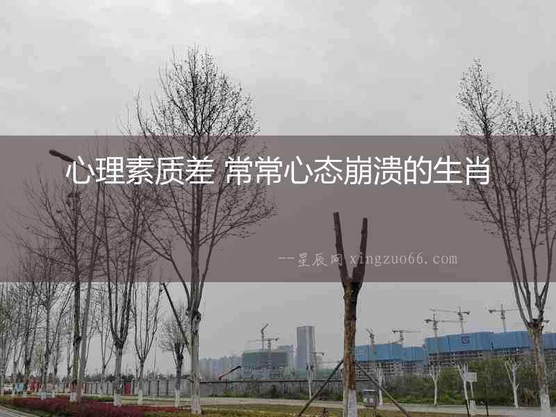 心理素質差 常常心態崩潰的生肖