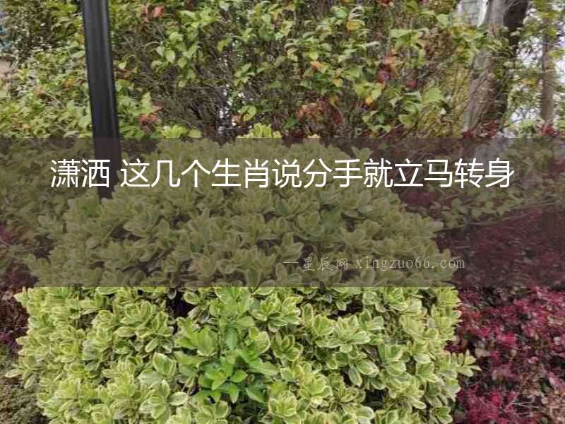 瀟灑 這幾個(gè)生肖說分手就立馬轉(zhuǎn)身
