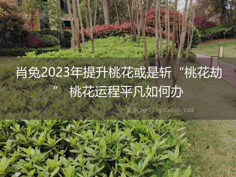 肖兔2023年提升桃花或是斬“桃花劫” 桃花運程平凡如何辦