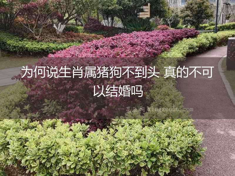 為何說(shuō)生肖屬豬狗不到頭 真的不可以結(jié)婚嗎
