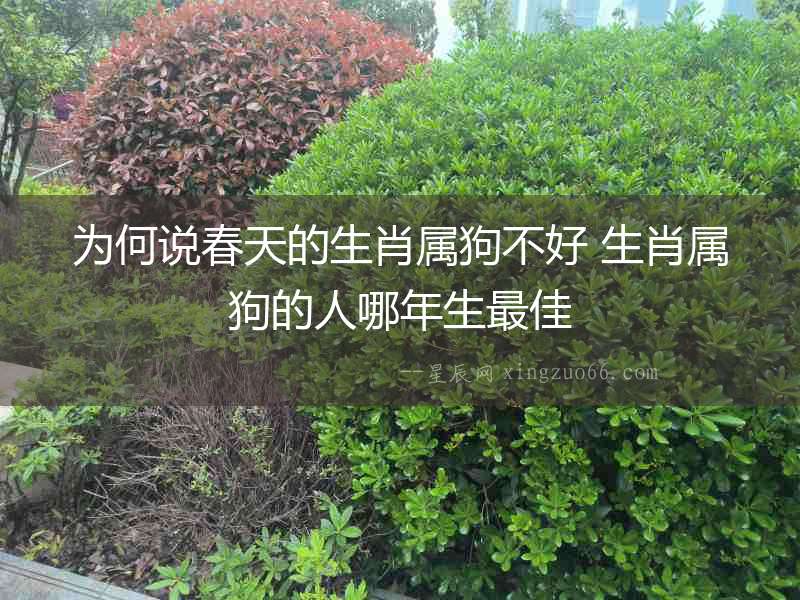 為何說(shuō)春天的生肖屬狗不好 生肖屬狗的人哪年生最佳