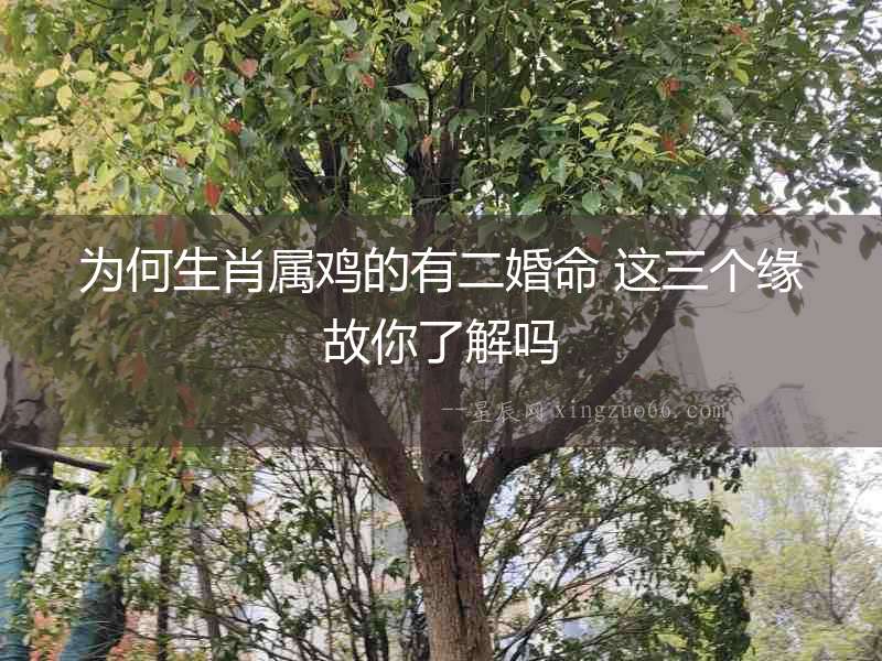 為何生肖屬雞的有二婚命 這三個緣故你了解嗎