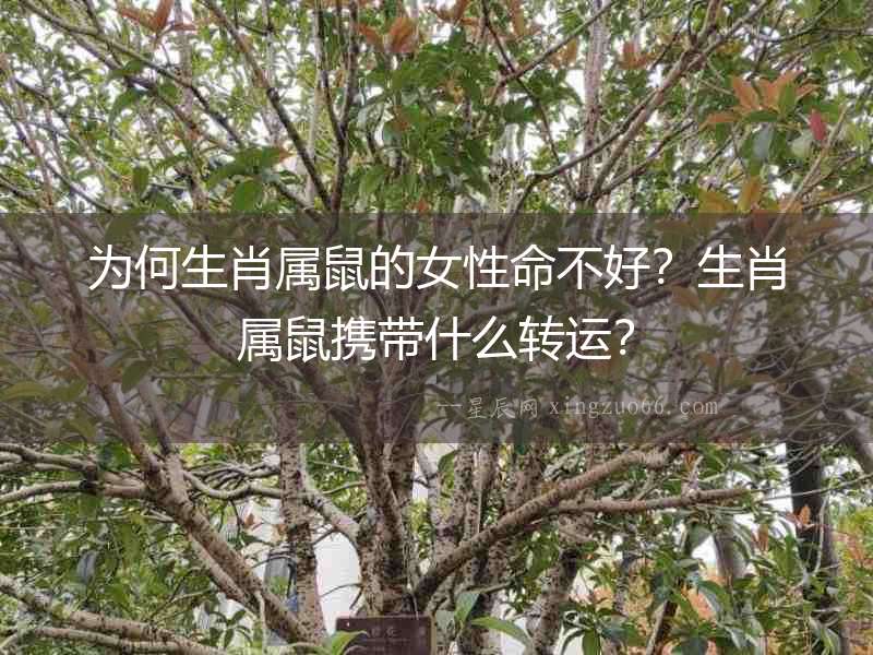 為何生肖屬鼠的女性命不好？生肖屬鼠攜帶什么轉運？