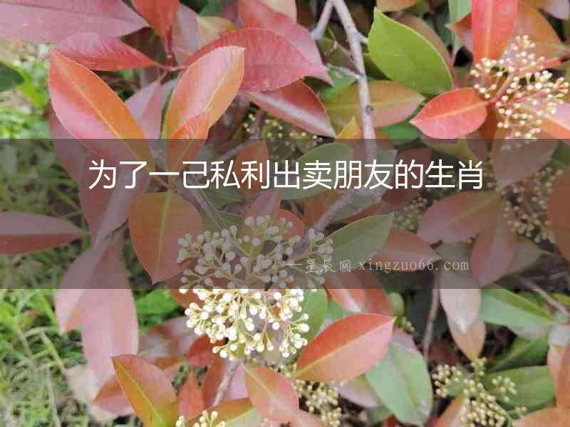 為了一己私利出賣朋友的生肖