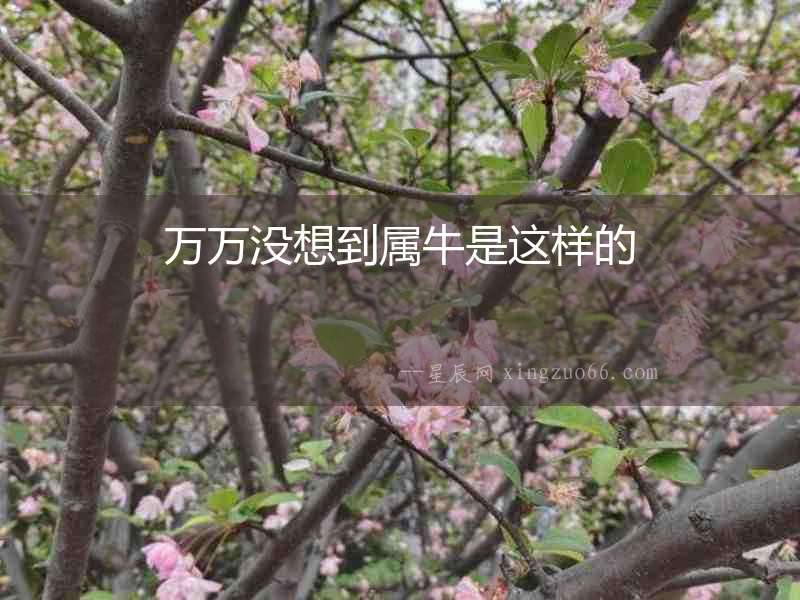 萬(wàn)萬(wàn)沒(méi)想到屬牛是這樣的