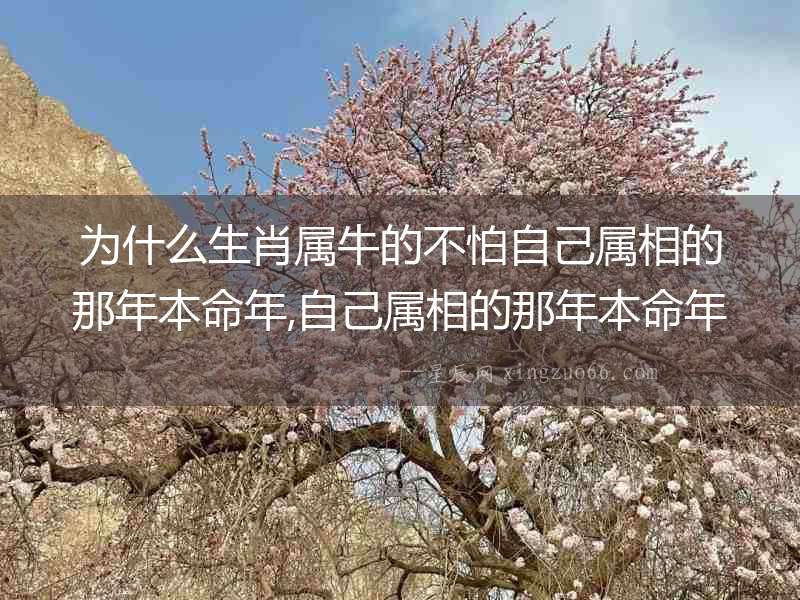 為什么生肖屬牛的不怕自己屬相的那年本命年,自己屬相的那年本命年要小心哪些