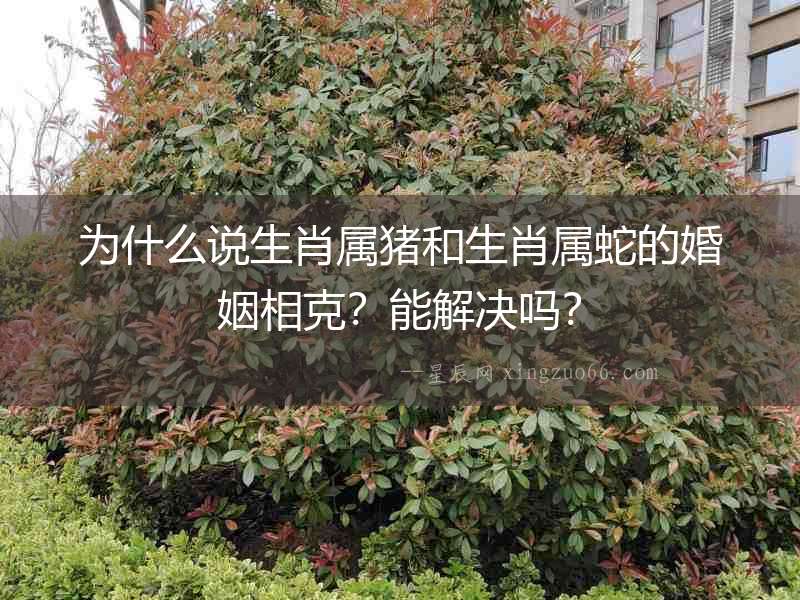 為什么說生肖屬豬和生肖屬蛇的婚姻相克？能解決嗎？